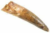 Fossil Spinosaurus Tooth - Real Dinosaur Tooth #343601-1